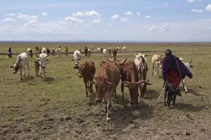 Images Dated 4th October 2009: Masai Mara, Kenya, East Africa, Africa