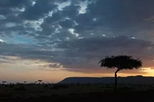 Kenya Gallery: Masai Mara, Kenya, East Africa, Africa