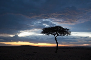Images Dated 2nd October 2009: Masai Mara, Kenya, East Africa, Africa