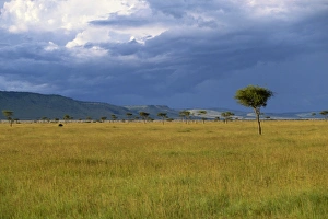 Masai Mara National Reserve