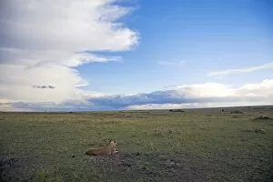 Images Dated 3rd October 2008: Masai Mara National Reserve, Kenya, East Africa, Africa