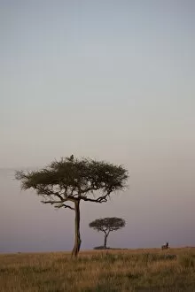 Images Dated 3rd October 2008: Masai Mara National Reserve, Kenya, East Africa, Africa