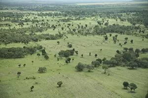 Images Dated 6th October 2008: Masai Mara National Reserve, Kenya, East Africa, Africa
