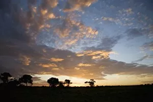 Images Dated 4th October 2008: Masai Mara National Reserve, Kenya, East Africa, Africa