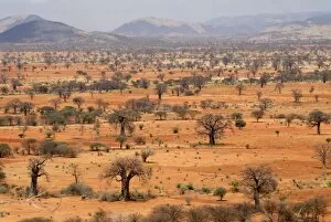 Images Dated 28th October 2010: Masai steppe, near Arusha, Tanzania, East Africa, Africa
