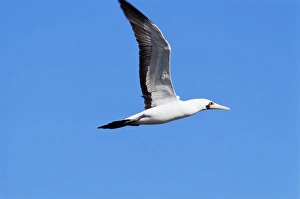 Ecuadorian Prints: Masked booby (Sula dactylatra granti), Tower Island, Galapagos Islands