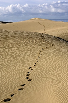 Maspalomas Prints: Maspalomas dunes, Gran Canaria, Canary Islands, Spain, Europe
