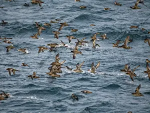 Alaska Prints: Mass of short-tailed shearwaters gather in the waters of the Bering Sea near Baby Islands in Alaska