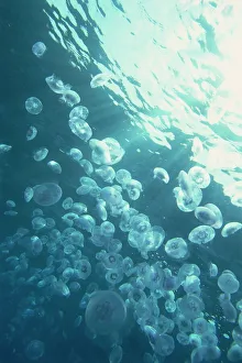 Under Water Prints: Massed jellyfish on surface of the Red Sea, southern Egypt, North Africa, Africa