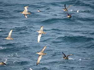 Seabirds Prints: Massive flock of short-tailed shearwaters flying over the waters of the Baby Islands in Alaska