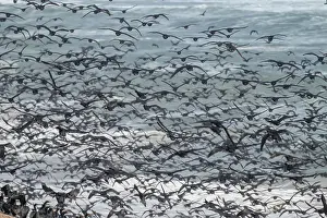 Angola Prints: Massive numbers of Cormorants on the sand dunes along the Atlantic coast