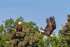 Raptor Prints: Mated bald eagle (Haliaeetus leucocephalus) pair on nest near the Brooks River