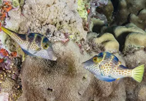 Sealife Prints: Mating display by pair of Wire-net filefish (Cantherhines paradalis), Queensland