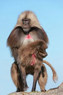Togetherness Gallery: Mating Gelada baboons (Theropithecus Gelada), Simien Mountains National Park, Amhara region