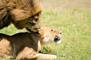 Lying On Front Prints: Mating Lions, Masai Mara, Kenya, East Africa, Africa