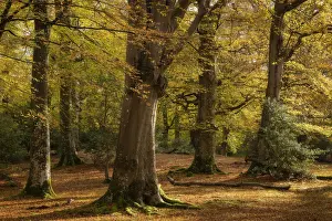 Mature beech woodland during autumn, New Forest National Park, Hampshire, England