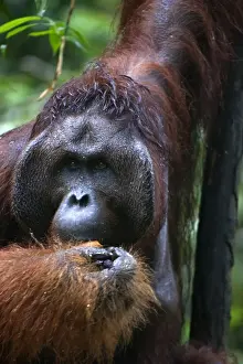 Borneo Prints: Mature male orangutan at Semenggoh Orangutan Rehabilitation Centre