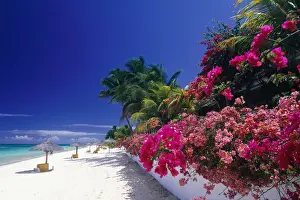 Shrub Prints: Mauritius Island, The Beach And Bougainvillea Flowers At Paradis Beach
