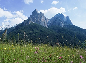 Dolomites Prints: May flowers and Mount Sciliar (Sclern)