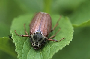 Bielefeld Prints: Maybug, Sitophilus zeamais