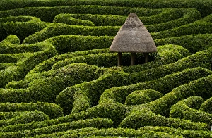 Maze Prints: A maze in Glendurgan Garden on the Lizard peninsula in Cornwall, England, United Kingdom