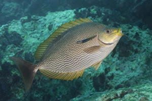 Fishes Prints: Maze rabbitfish (Siganus vermiculatus)