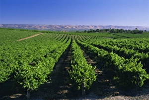Productivity Prints: McLaren Vale-Oliverhill Wines vineyards, South Australia, Australia