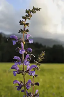 Julian Alps Prints: Meadow clary (Salvia pratensis) flowering in traditional hay meadow