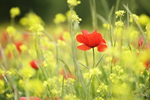 Meadow Prints: Meadow with flowers and poppies, Val d Orcia, Tuscany, Italy, Europe