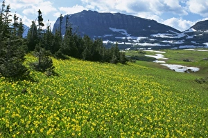 Rockies Prints: Meadow of glacier lilies