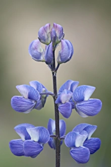 Images Dated 18th June 2009: Meadow lupine (Lupinus polyphyllus), Manning Provincial Park, British Columbia