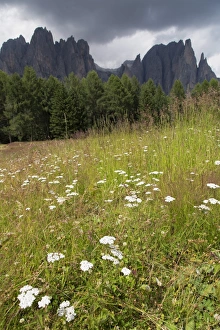 Canazei Prints: Meadow and the Rosengarten Peaks in the Dolomites near Canazei