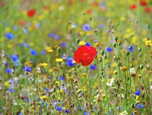 Petals Prints: A meadow in the town of Lewes, East Sussex, England, United Kingdom