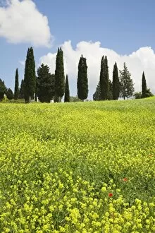 Meadow with wildflowers and cypresses, Orcia Valley (Val d Orcia) near Pienza, Siena Region, Tuscany, Italy, Europe