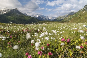 Typically Swiss Prints: Meadows of rhododendrons and cotton grass, Maloja, Bregaglia Valley, Engadine, Canton