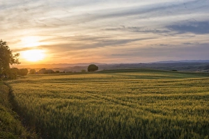 Orcia Valley Prints: Meadows at sunset, Val d Orcia (Orcia Valley), UNESCO World Heritage Site, Tuscany