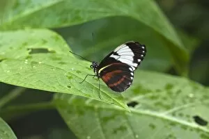 Images Dated 2nd January 2010: Mechanitis polymnia isthmia butterfly, a common species in Costa Rica; Arenal, Alajuela Province