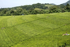 Tea Gardens Prints: Mechanized tea picking, Uganda, East Africa, Africa
