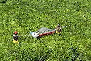 Mechanized tea picking, Uganda, East Africa, Africa