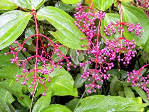 Gardening Prints: Medinilla formosana blooms display bright clusters in a tropical setting of Sabah Malaysia's flora