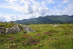 Asturias Prints: Mediterranean heather (Erica multiflora) flowering with Picos de Europa mountains in the background
