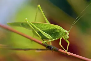 Limbs Prints: Mediterranean Katydid (Phaneroptera nana), France, Europe