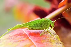 Photosynthesis Prints: Mediterranean Katydid (Phaneroptera nana) on leaves of staghorn sumac (Rhus typhina)