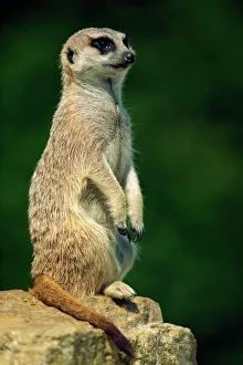 Hampshire Prints: Meerkat on look-out, Marwell Zoo, Hampshire, England, United Kingdom, Europe