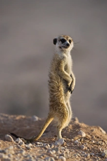Images Dated 21st November 2008: Meerkat sentinel (Suricatta suricata), Kgalagadi Transfrontier Park, Northern Cape