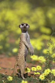 Northern Cape Prints: Meerkat (Suricata suricatta)