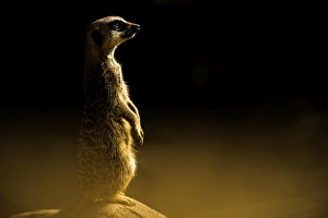 Concentration Prints: Meerkat (Suricata suricatta), in captivity, United Kingdom, Europe