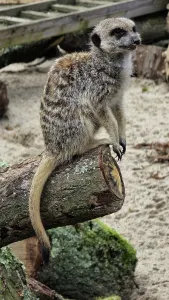 Enclosure Prints: Meerkat (Suricata suricatta), Hertfordshire Zoo, United Kingdom