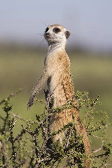 Images Dated 2nd February 2008: Meerkat (Suricata suricatta) sentinel, Kalahari Meerkat Project, Van Zylsrus