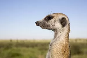 Meerkat (Suricata suricatta) sentinel, Kalahari Meerkat Project, Van Zylsrus